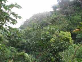Lush green hills 