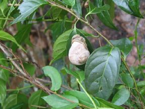 Snails must 'climb' to get their bit of sunshine