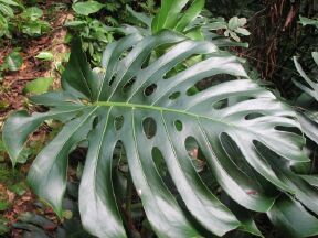 Philodendron plants are favorite house plants all over the world. 