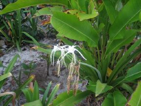 Blossoms have petals that hang down and resemble spiders