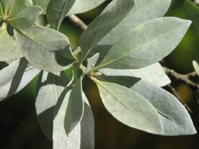 gray-green leaves are thick as leather