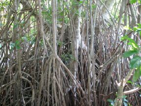 Cyprus trees put streamers down into the water to pick up nutrients