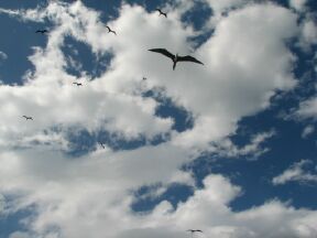 The frigate bird soars high to watch for feeding opportunities