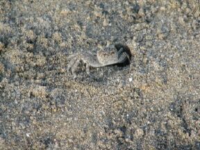Crabs scoot sideways with their eight legs think how much faster they could go if moving foreward