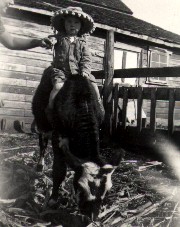 Calves were for cowboys