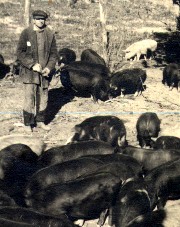 Hogs on Radisson farm in 1920's