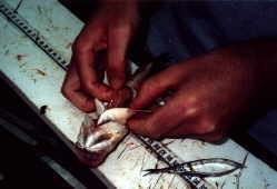 Stomach contents were examined on each Micropterus salmoides