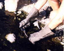 Algae samples were taken at  intervals in the steaming waters coming from an underground freshwater source