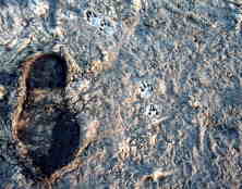 Nocturnal predators left footprints