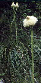 Beargrass is a member of the lily family